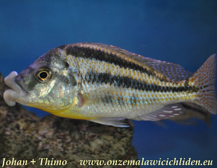 euchilus cichlid