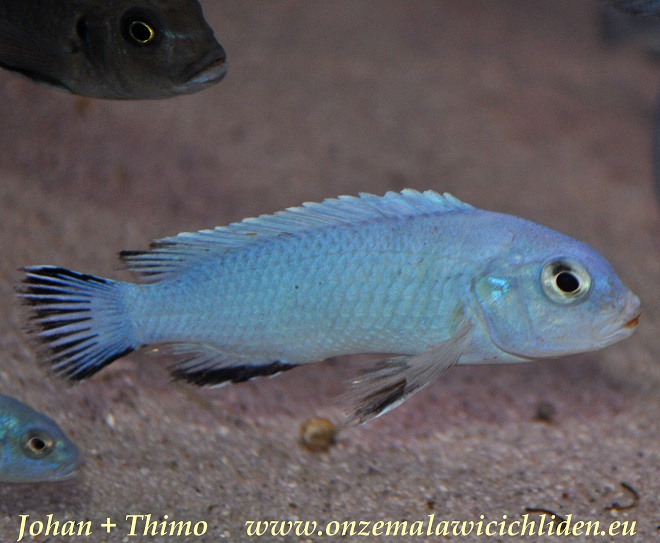 Powder Blue Cichlid