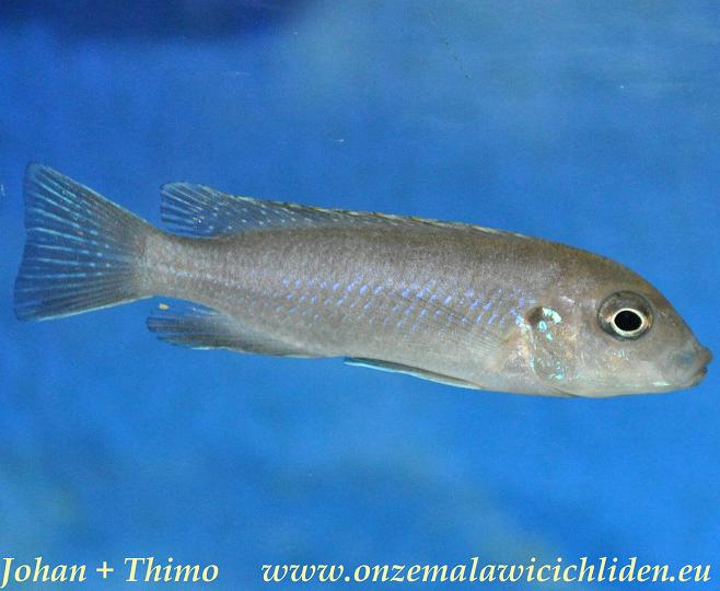 lion sanga cichlid