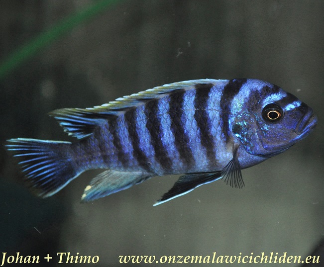 zebroides cichlid