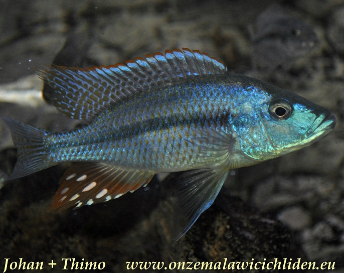 strigatus cichlid