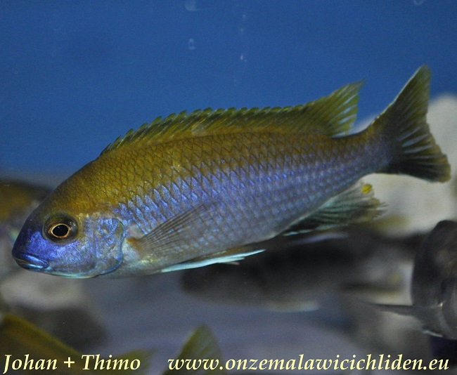 lawsi cichlid