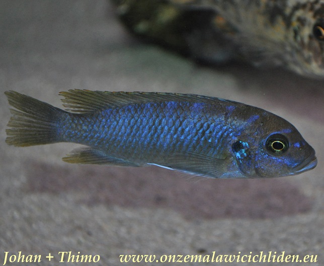 luwino reef cichlid