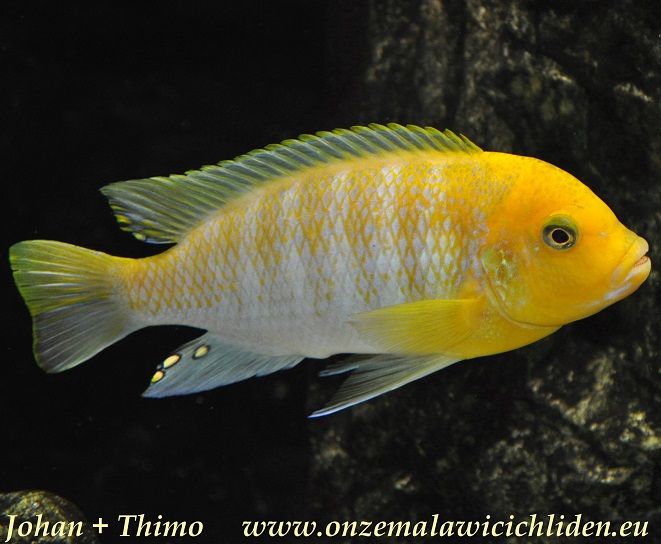 hajomaylandi cichlid