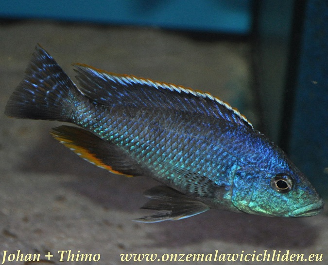 polystigma cichlid