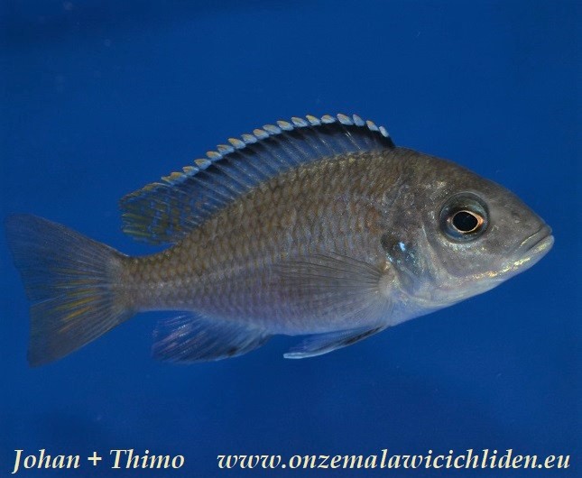 blue otter cichlid