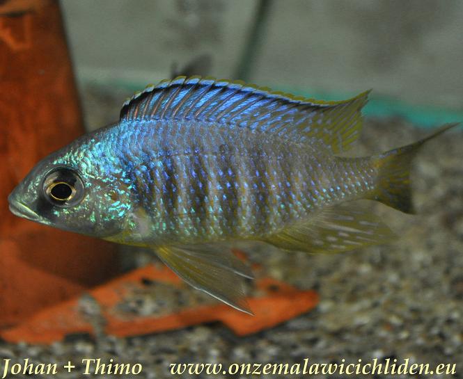 placidochromis jalo reef cichlid