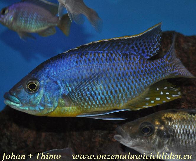 hertae cichlid