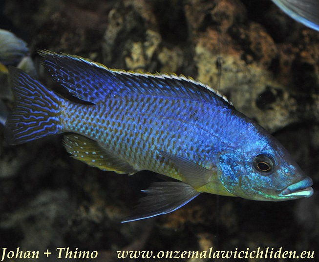 hertae cichlid