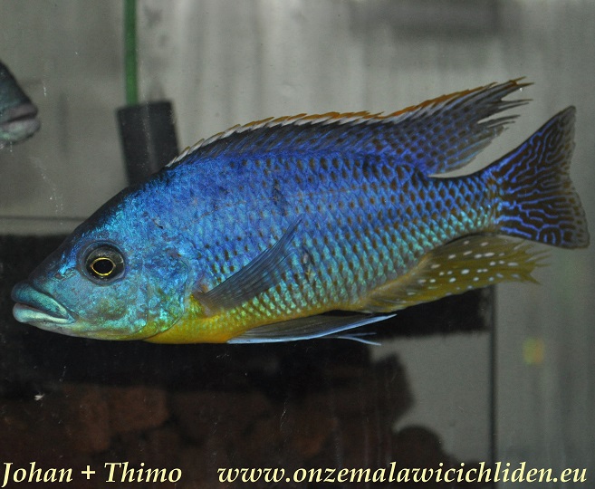 hertae cichlid