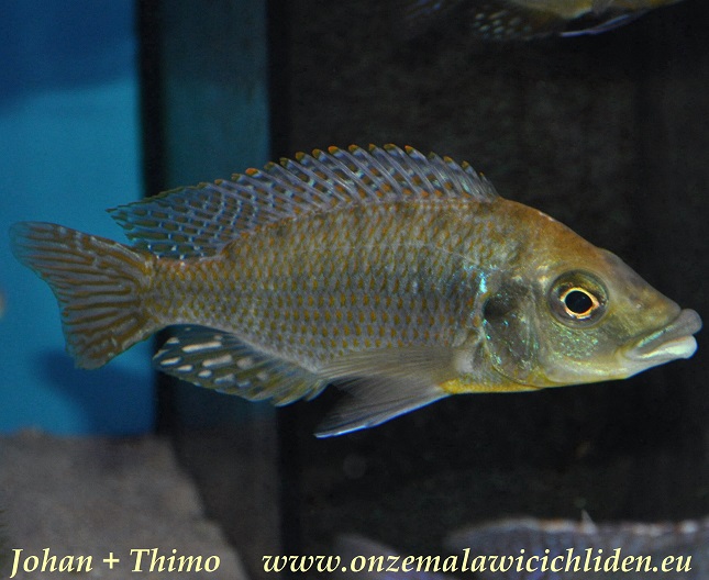 hertae cichlid