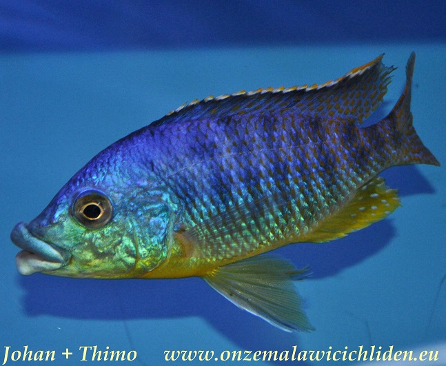 ornatus cichlid