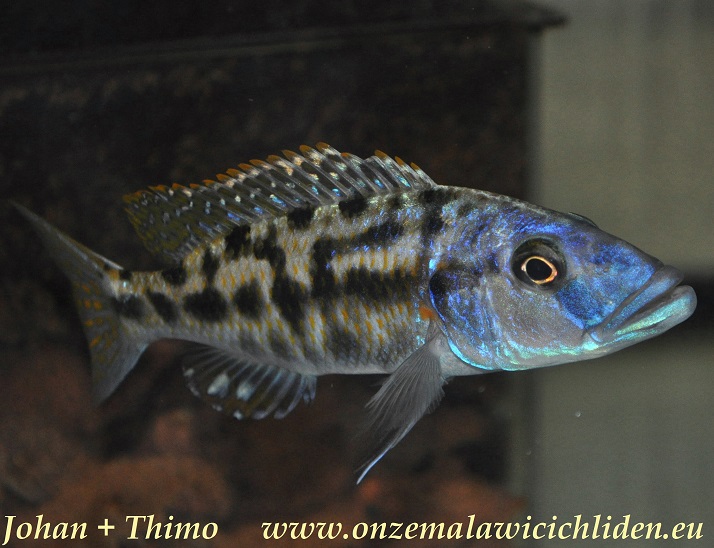 nigriventer cichlid