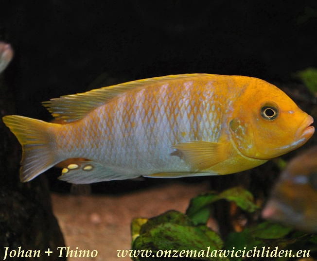 hajomaylandi cichlid