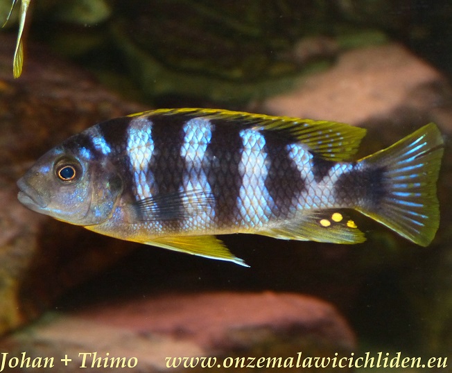 chitimba cichlid