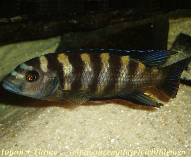 pseudotropheus crabro